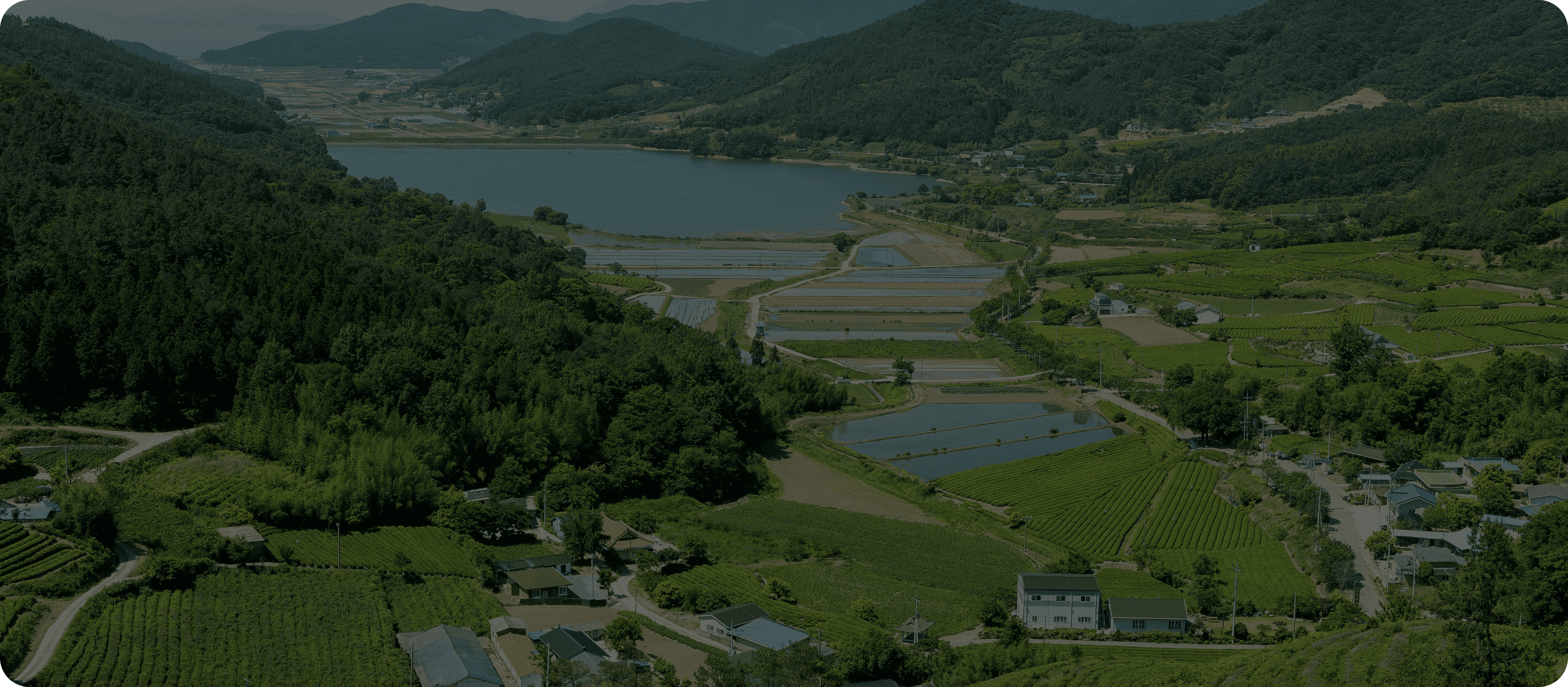 돌산갓